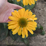 Coneflower, Color Coded One in a Melon #1